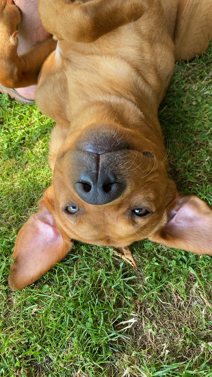 Meet Charlie our new employee. Keep an eye out over the coming weeks once he’s settled in and starts promoting some Trophy products. At the moment he is enjoying our Premium #Hypoallergenic Salmon and Rice recipe  #hypoallergenicdogfood #labrador #foxredlab #foxredlabrador #dog