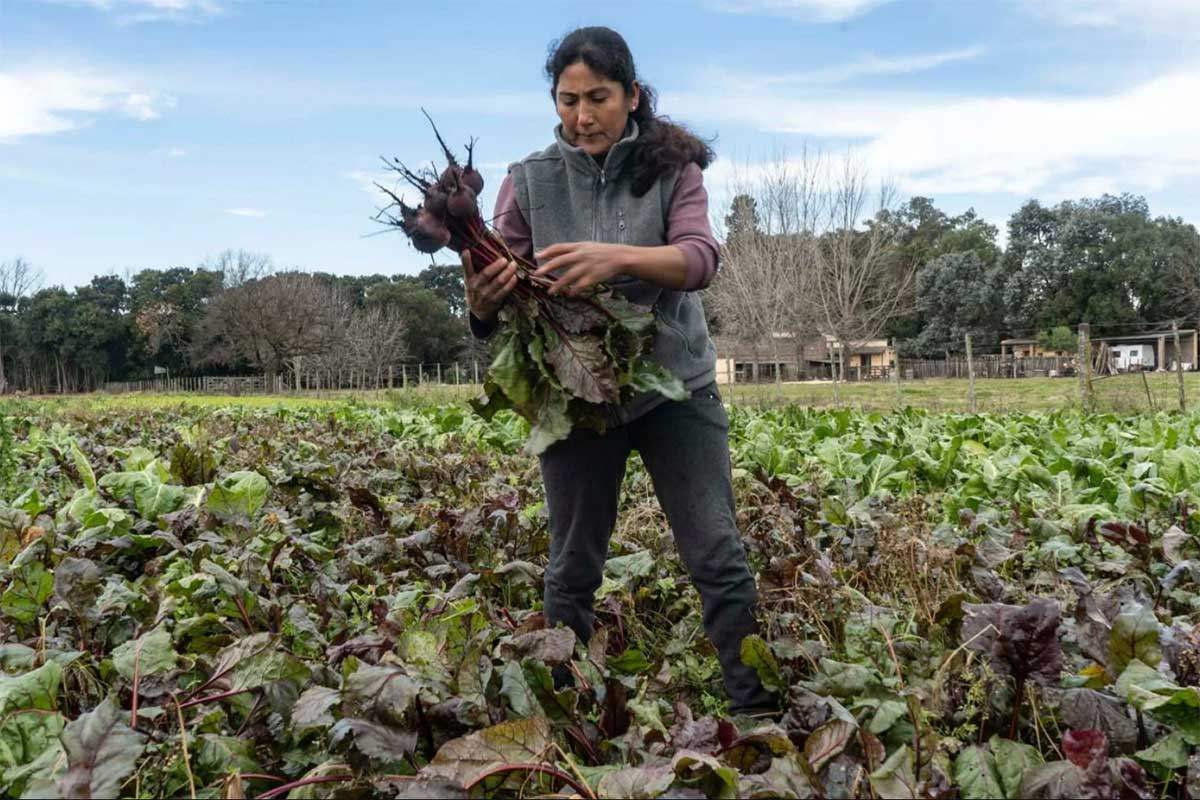 🇦🇷🧑‍🌾🍅🐖 Alimentos agroecológicos, producidos y certificados por quienes meten las manos en la tierra <a href="/uttnacional/">Unión de Trabajadorxs de la Tierra</a> <a href="/MNCI_ST/">MNCI Somos Tierra - Via Campesina</a> <a href="/MesaAgroArg/">Mesa Agroalimentaria Argentina</a> <a href="/Tierra_Viva_/">Agencia Tierra Viva</a> 
📲 biodiversidadla.org/Noticias/Alime…