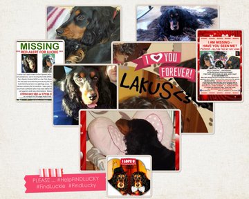 Last Friday of the Month means #HelpFindThem TwiXathon is here again, where we encourage people to add their own/friends' #Missing #Pets to draw attention to their plight. With volatile weather conditions throughout the Country not always easy but PLEASE <a href="/HelpFindLucky/">FindLucky</a>