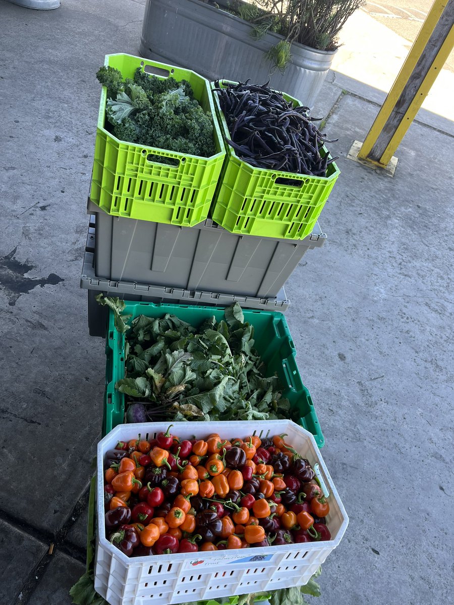_dariussimpson's tweet photo. yesterday we harvested 270 lbs of produce from our community farm. it will go out to our neighbors in West Oakland today with our Free Grocery Program. this makes 3,370 lbs. we’ve harvested so far this year. 
FREE THE LAND! https://t.co/ZaFn53tpXa