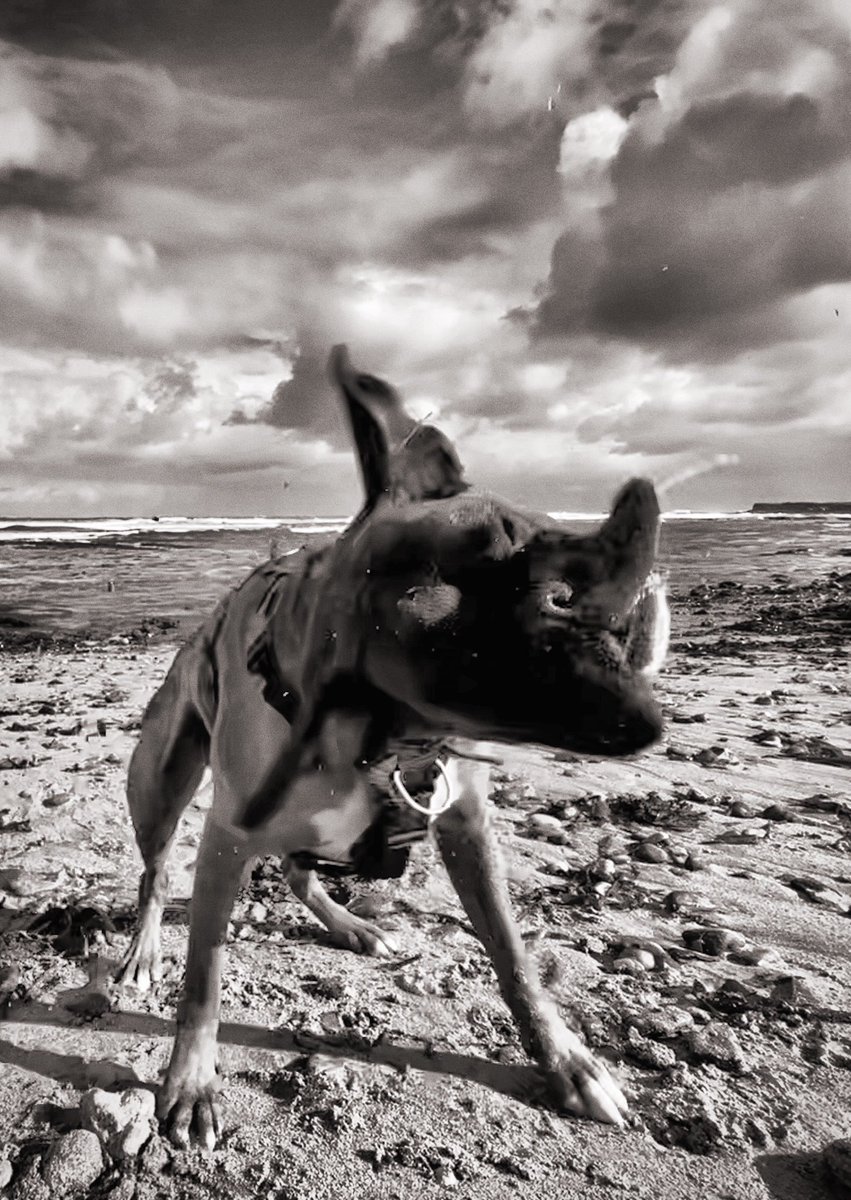 Foxpics1's tweet photo. Much needed head cleanse in beautiful Beadnell. #Northumberland https://t.co/f0hINqNy69
