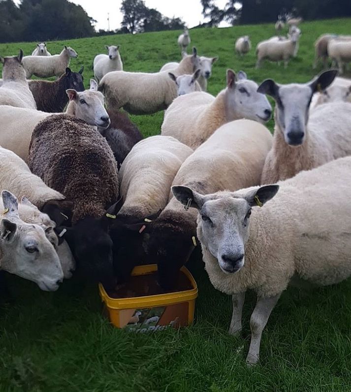 🐏 𝙵𝚞𝚎𝚕 𝚈𝚘𝚞𝚛 𝙵𝚕𝚘𝚌𝚔 𝚃𝚑𝚒𝚜 𝚃𝚞𝚙𝚙𝚒𝚗𝚐 𝚂𝚎𝚊𝚜𝚘𝚗 𝚠𝚒𝚝𝚑 𝙿𝚛𝚘𝙿𝚕𝚞𝚜 𝙿𝚛𝚎-𝚃𝚞𝚙𝚙𝚒𝚗𝚐! 🐑

ProPlus Pre-Tupping is a high-energy feed tub specifically designed for both ewes and rams during the tupping period: bit.ly/3RAhtAJ