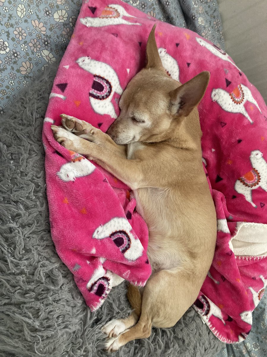 TheChuffalo's tweet photo. Dogs really get under ur skin even if you were slightly apprehensive to begin with but this dog here nicknamed lulu, held it down as the matriarch had some loverly pups and turned into a loverly mum. Life just too short blink and you miss it. https://t.co/MgxZZe8WfE