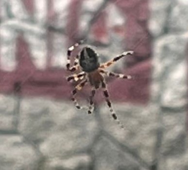 Cristellgp's tweet photo. Hola @Arachno_Cosas me encontré esta araña 🕷 por la zona sur de la #CDMX, es de IM. Gracias . https://t.co/3lEcTKJOOz