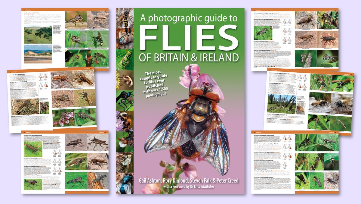 NatureBureau (@naturebureau) on Twitter photo #FliesofBritainandIreland PRE-PUB OFFER NOW ON βOrder here bit.ly/4dqQI8Z & SAVE Β£8 on published price. Meet us at the AES Exhibition Sat 28 Sept at Kempton Park Racecource where we'll be previewing pages from the book <a href="/gailashton/">Gail Ashton ππͺ²π</a> <a href="/Ecoentogeek/">Rory Dimond πΌπͺ°πΌππΌπ¦</a> <a href="/StevenFalk1/">Steven Falk</a> <a href="/flygirlNHM/">Dr Erica McAlister</a> #FliesofBritainandIreland PRE-PUB OFFER NOW ON βOrder here bit.ly/4dqQI8Z & SAVE Β£8 on published price. Meet us at the AES Exhibition Sat 28 Sept at Kempton Park Racecource where we'll be previewing pages from the book <a href="/gailashton/">Gail Ashton ππͺ²π</a> <a href="/Ecoentogeek/">Rory Dimond πΌπͺ°πΌππΌπ¦</a> <a href="/StevenFalk1/">Steven Falk</a> <a href="/flygirlNHM/">Dr Erica McAlister</a>