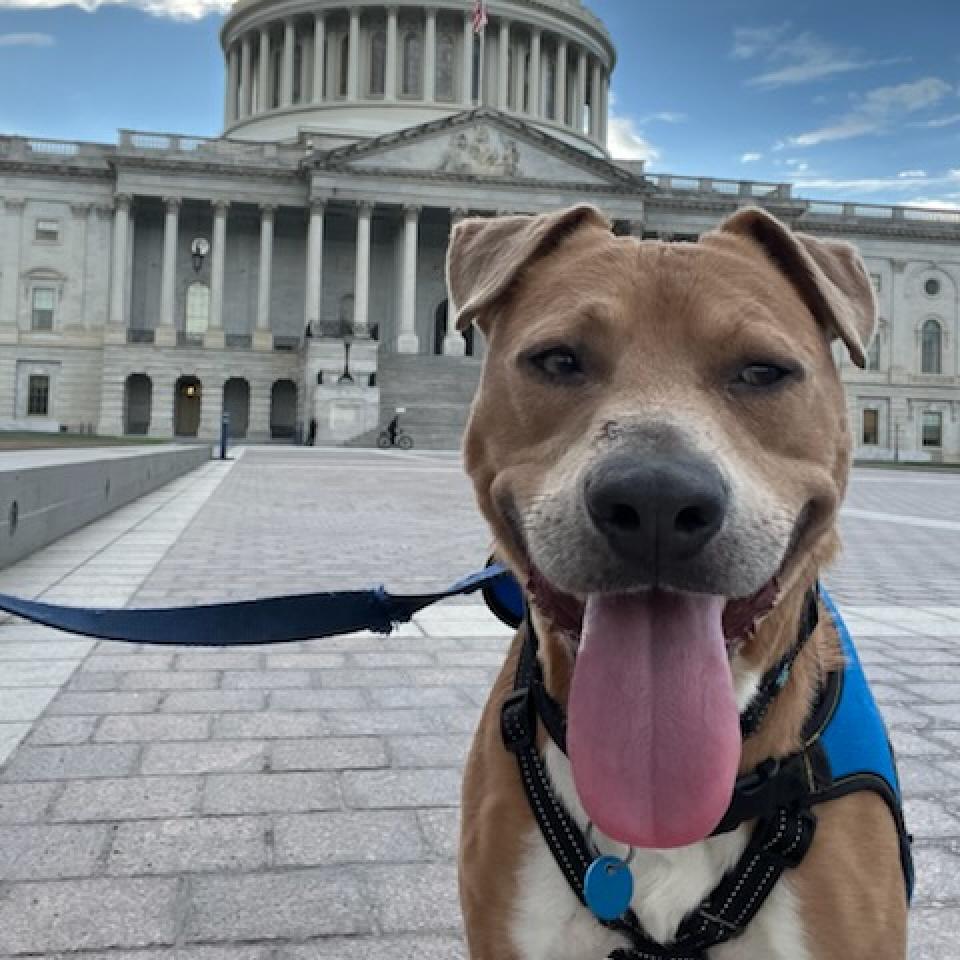 CityDogsRescue's tweet photo. After 3 years trapped living on a chain, Adoptable Andre is absolutely THRILLED to be a city dog! 🐾

He loves exploring his foster’s neighborhood, and gets stellar reviews at doggy daycare. 

Apply now to meet Andre: https://t.co/raKKoLqOLv 🐾

#DCDogs #DogsofDC #AdoptAndre https://t.co/U9WaY27lsU
