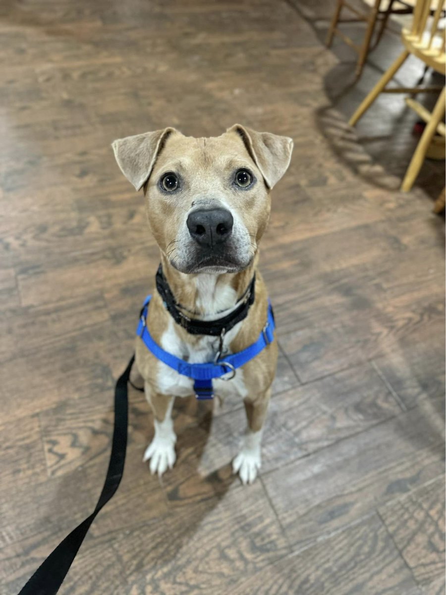 CityDogsRescue's tweet photo. After 3 years trapped living on a chain, Adoptable Andre is absolutely THRILLED to be a city dog! 🐾

He loves exploring his foster’s neighborhood, and gets stellar reviews at doggy daycare. 

Apply now to meet Andre: https://t.co/raKKoLqOLv 🐾

#DCDogs #DogsofDC #AdoptAndre https://t.co/U9WaY27lsU