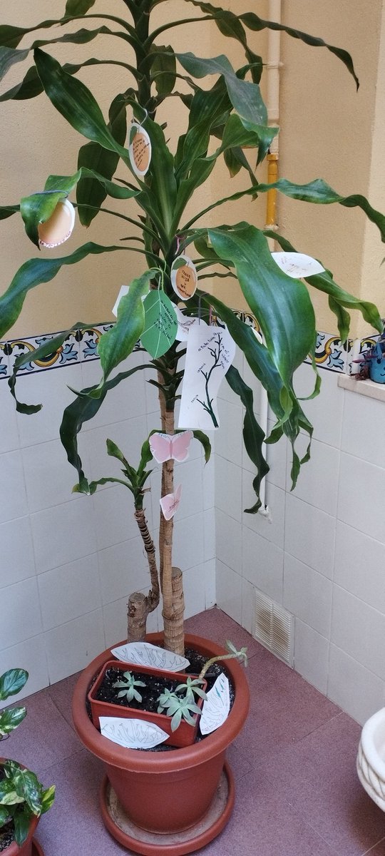 Hoy 27 de septiembre celebramos el día de San Vicente de Paul junto con nuestros adolescentes, niños y niñas construyendo nuestro propio árbol de vida.