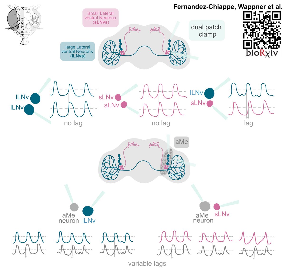 📢¡Un nuevo preprint!
En el trabajo, realizado por neurocientíficas y físicos teóricos, estudiaron los ritmos de las neuronas en el cerebro de la mosca de la fruta, especialmente las involucradas en el sueño y los ritmos circadianos (las que regulan cuando dormimos y cuando no).
