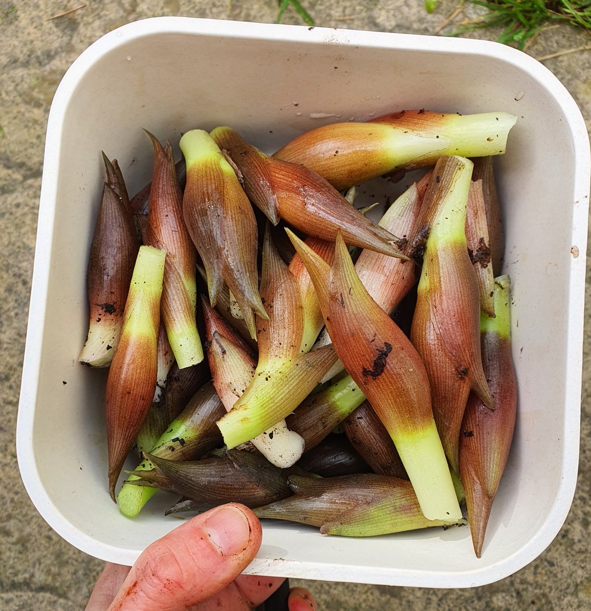 This is my biggest harvest of #MyogaGinger yet.

Now to decide what to do with them.
Think I'll chop and freeze some and have a go a pickling a few.

I'm not finding many other preserving suggestions online, beyond pickling.