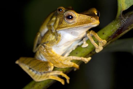 🌎 Financial Aid For SAVE THE FROGS! Ecotours 🥾

🌿 We are excited to announce financial aid for our upcoming Malaysia Ecotours.

📅 Learn more and apply by Monday, Sept 30th:
savethefrogs.com/ecotours-aid

#SaveTheFrogs #Ecotours #Malaysia #borneobulletin Photo: D. Dennis