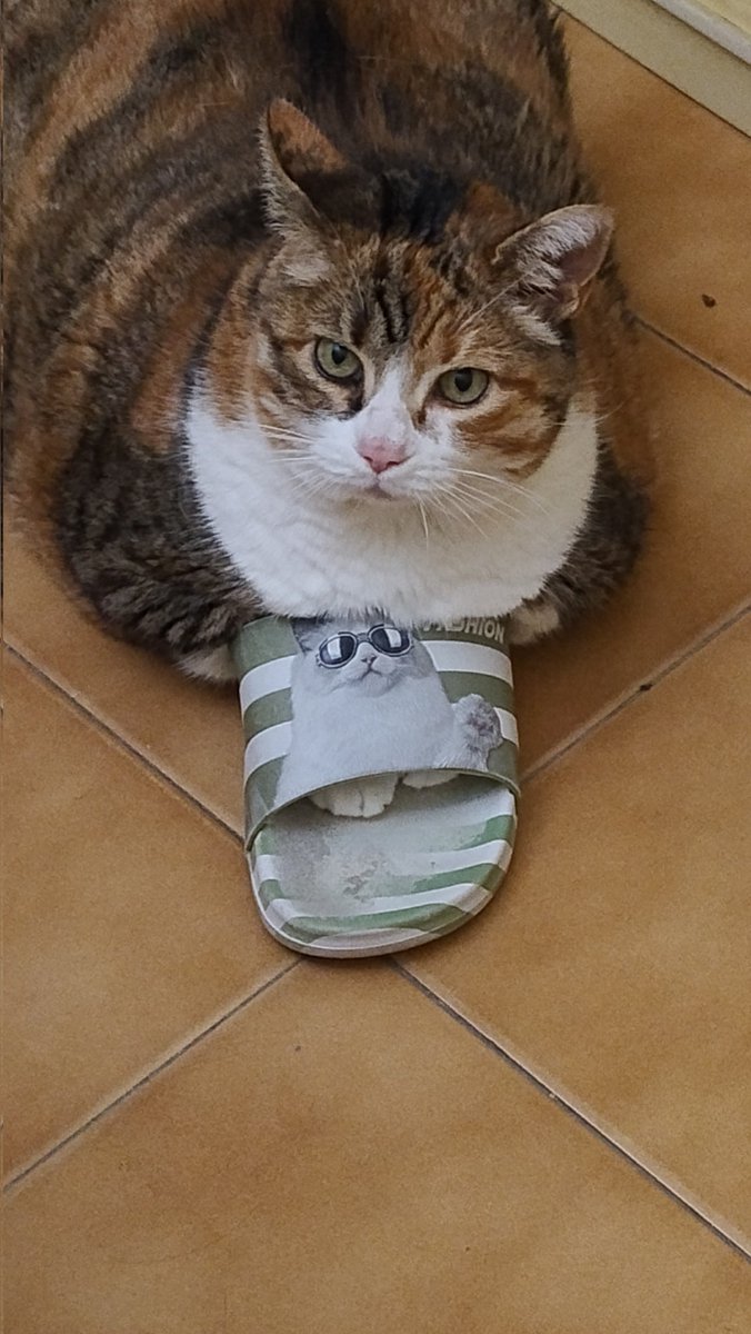 MercyValkyrie's tweet photo. Hello, my name is Kirara and my new job is "slippers tester"!
#Cat #funny #cats https://t.co/gDa2nrIciP