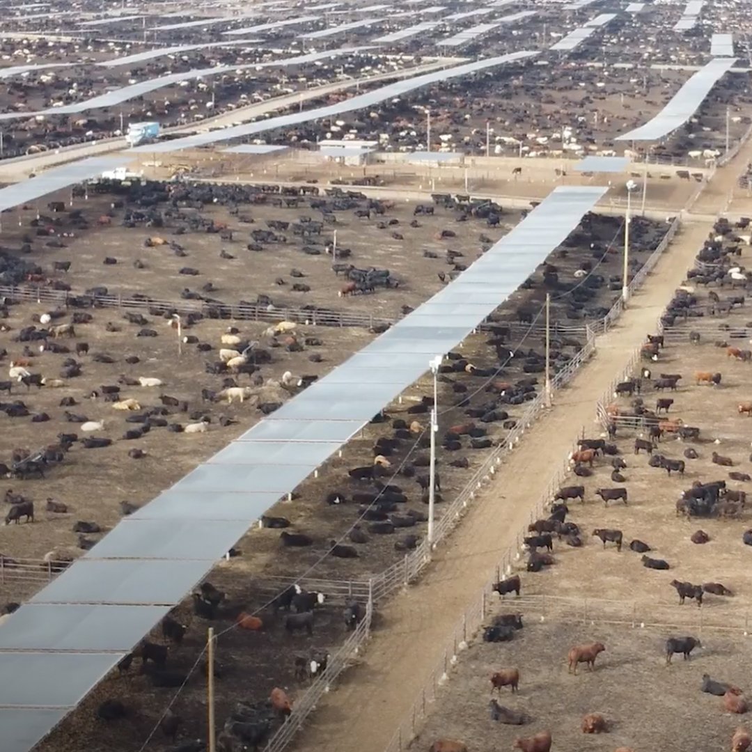 TheWestdale's tweet photo. 🐄For ONE DAY only on October 2 @ 1:00 pm, come see the sequel to the Oscar-nominated documentary Food, Inc. at The Westdale. 

💛In partnership with Hamilton Third Age Learning (HTAL)

🎟️Tickets: https://t.co/qYjeXml4oF

#thewestdale #westdalevillage #foodinc #foodinc2 https://t.co/HvmqCykNgw