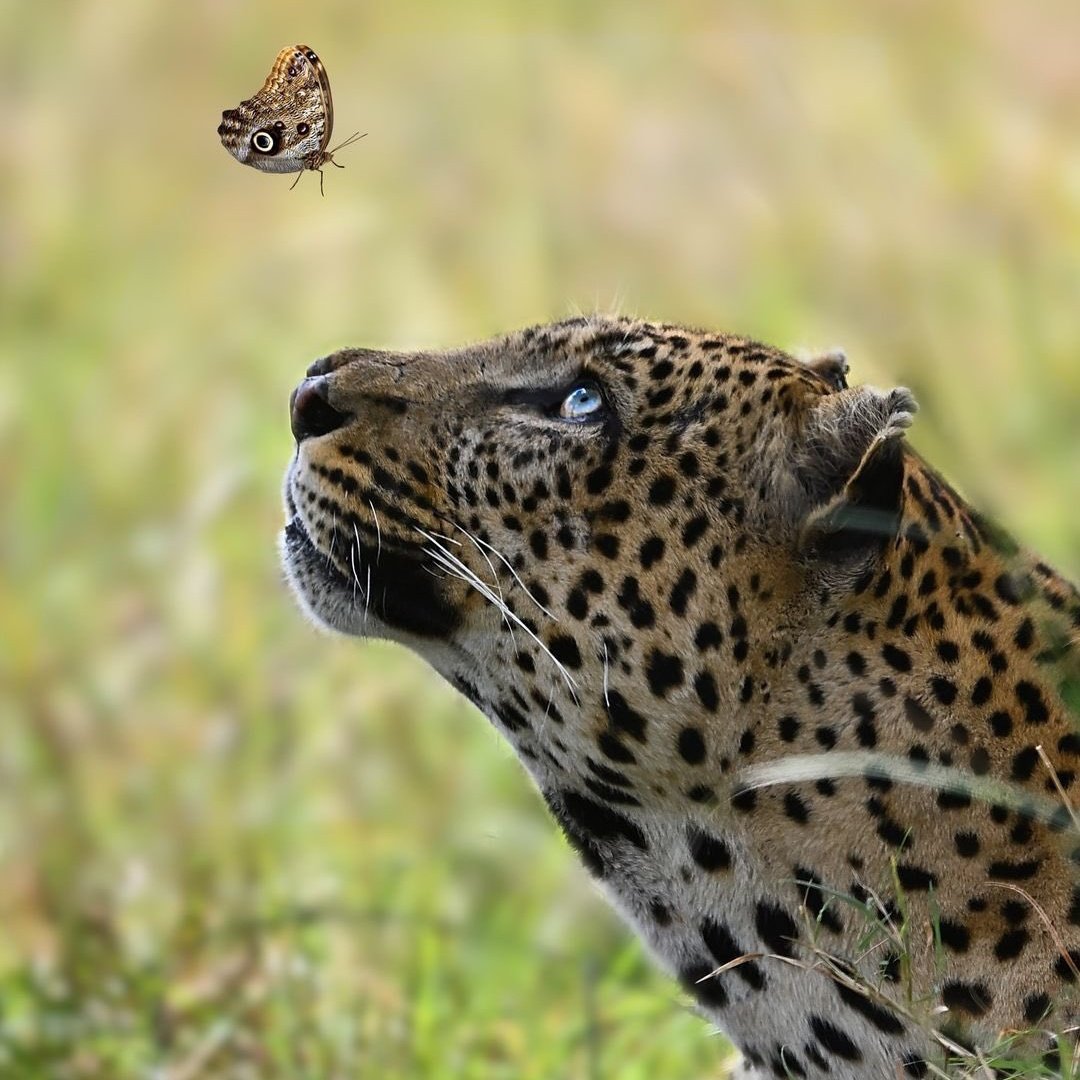 gusholderhaber's tweet photo. Bir leopar ile kelebeğin göz göze geldiği an fotoğraflandı. https://t.co/MlgGd7HqnS