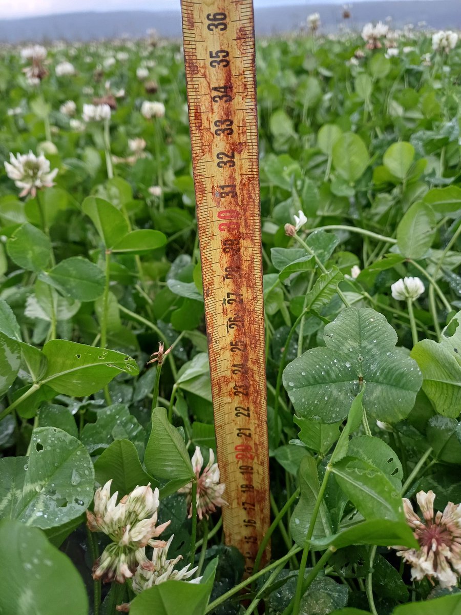 TonioPereira2's tweet image. Évolution du #couvert permanent, 2 mois sépare ces prises de vue. Si la météo le permet une récolte de fourrage serait possible #acs #planproteines #azotepascher