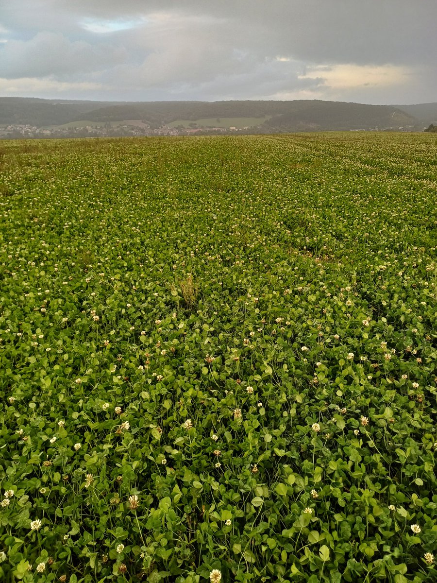TonioPereira2's tweet image. Évolution du #couvert permanent, 2 mois sépare ces prises de vue. Si la météo le permet une récolte de fourrage serait possible #acs #planproteines #azotepascher