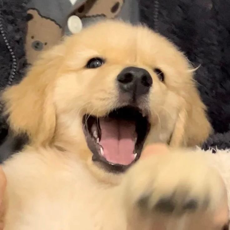 น้องหมานี่ ๆ 🐶🤍🤍
