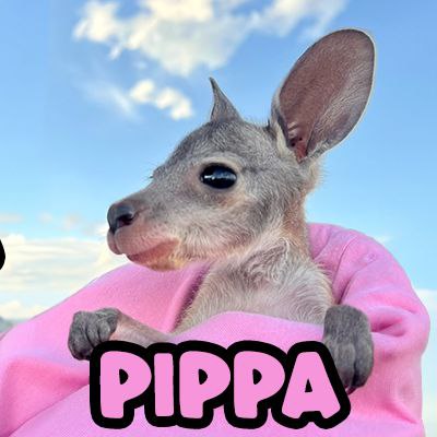 Crypto_Griswold's tweet photo. @EricCryptoman Bro, eric there is no kangaroo meta yet! Check out $pippa https://t.co/PI7omojq1p