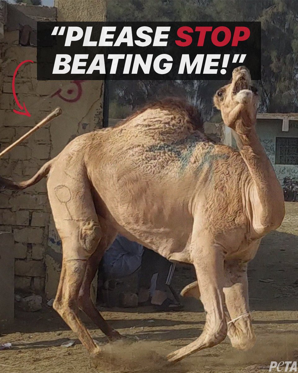 peta's tweet photo. No matter how he begs for mercy, he can’t escape this violence as long as tourists keep paying his abusers. Notice how his leg has even been tied to keep him from running away 💔

NEVER ride camels in #Egypt & urge @TourismandAntiq to ban this cruelty! #WorldTourismDay https://t.co/64EvbWHS6x
