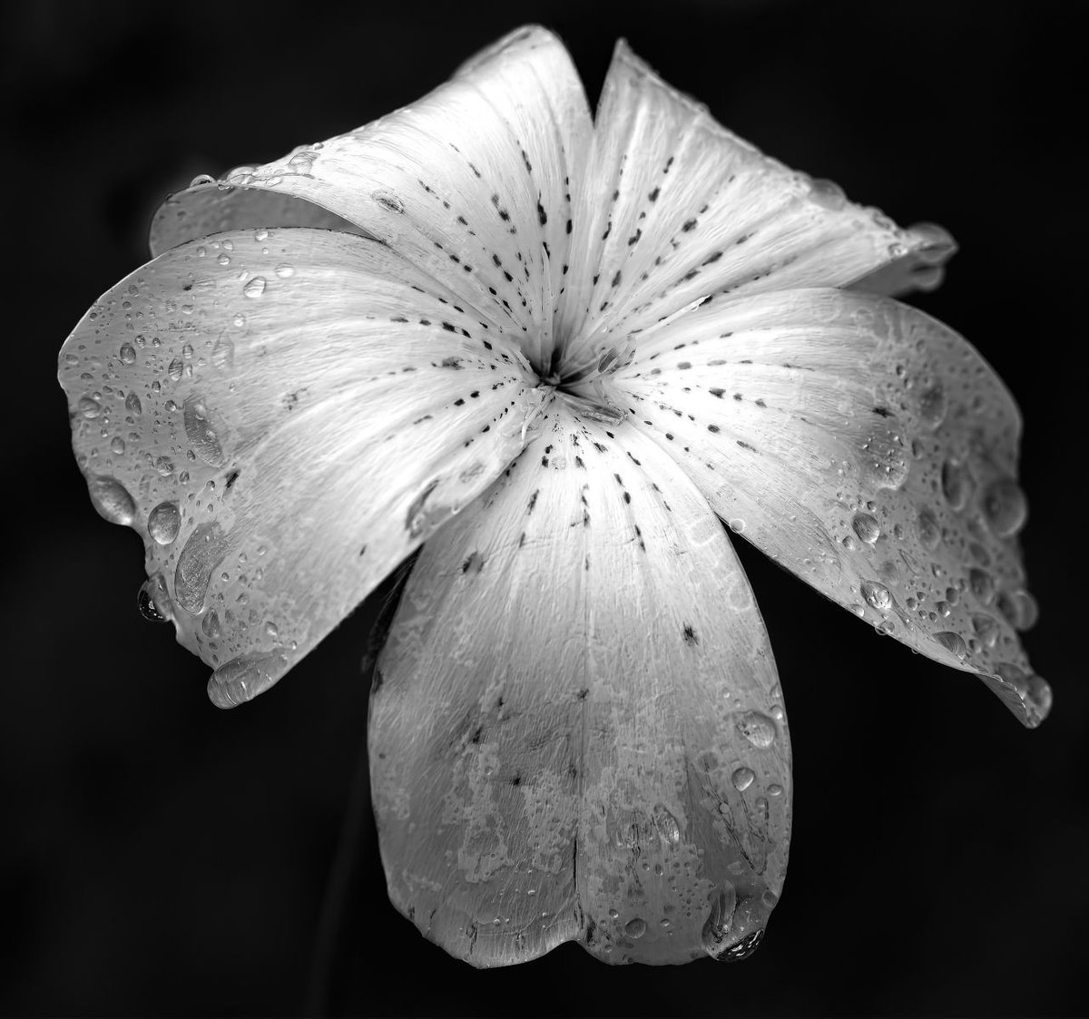 StIvesPhotoClub's tweet photo. During our Summer Review evening, certificates were awarded for the Best Summer Image, with the Silver award going to Nicky Cope for this image "After the rain", taken during our visit to Hemingford Manor. 

Congratulations to Nicky! 

#Awards #Photoclub #StIves #Cambridgeshire https://t.co/sgyJz5S5yC