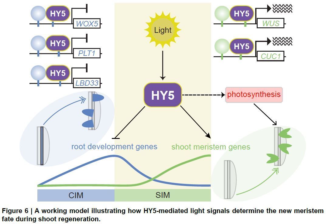 PlantPhys's tweet photo. ELONGATED HYPOCOTYL5-mediated light signaling promotes shoot regeneration in Arabidopsis thaliana (Yu Chen, Yetkin Çaka Ince, Ayako Kawamura, David S Favero, Takamasa Suzuki, Keiko Sugimoto) https://t.co/KEbeOIVkHq @ASPB #PlantSci https://t.co/emGYR742fQ
