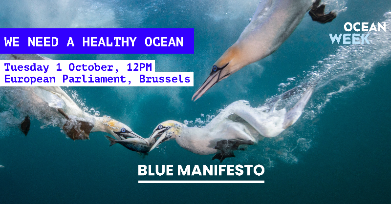 OceanaEurope's tweet photo. Join the launch of the latest "Blue Manifesto: Roadmap for a healthy ocean by 2030" during #EUOceanWeek! 🌊

This event at the @Europarl_EN will gather MEPs, decision-makers, &amp; ocean advocates to highlight the crucial next steps for policymakers to endorse in the next EU mandate.