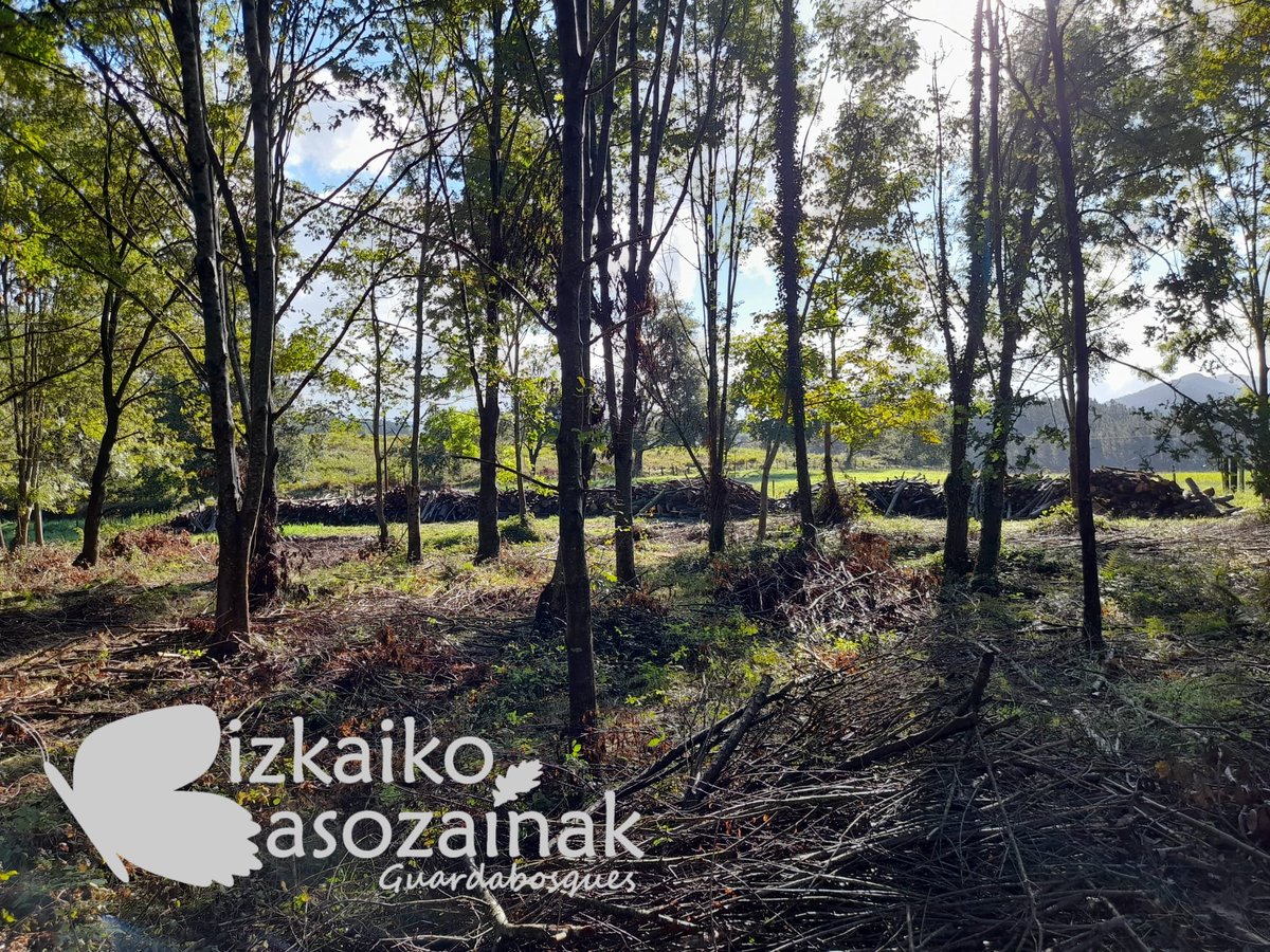 Biz_Basozainak's tweet photo. Mendi partikularrean su-egurrerako egindako #haritz, #lizar eta #intxaurrondo bakanketa.

Clara de #robles, #fresnos y #nogales realizada en monte particular para leña de hogar. https://t.co/YU9oNpESOZ