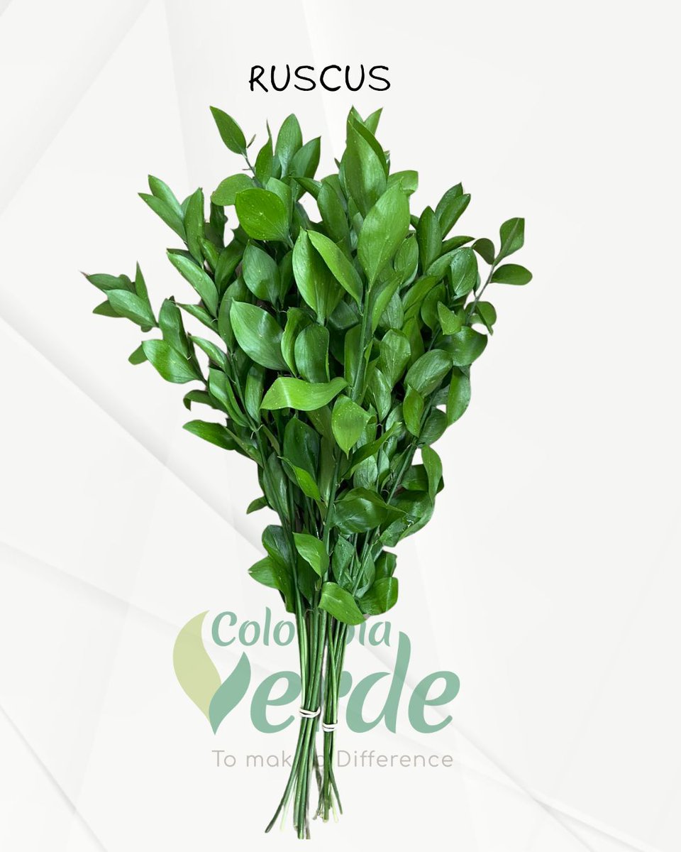 ColombiaVerde_1's tweet photo. El Ruscus es un follaje de color verde que se caracteriza por tener un tallo rígido y unas hojas en forma ovalada puntiagudas. Es un producto muy duradero en florero.

#ruscus #ruscusaculeatus  #follaje #foliage #bouquet  #proflora2025 #expoflorecuador2024 #flowersofcolombia https://t.co/v2UI6EQBbH
