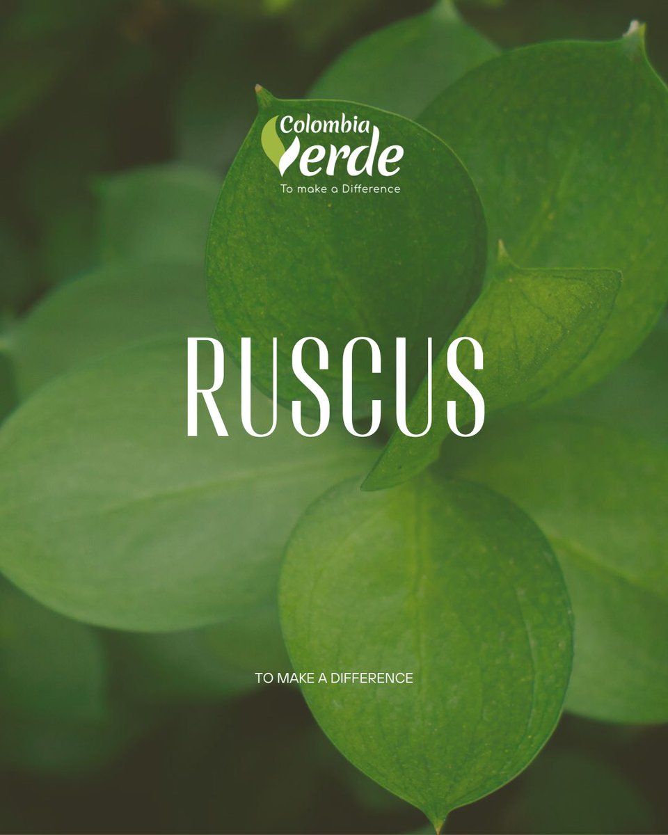 ColombiaVerde_1's tweet photo. El Ruscus es un follaje de color verde que se caracteriza por tener un tallo rígido y unas hojas en forma ovalada puntiagudas. Es un producto muy duradero en florero.

#ruscus #ruscusaculeatus  #follaje #foliage #bouquet  #proflora2025 #expoflorecuador2024 #flowersofcolombia https://t.co/v2UI6EQBbH