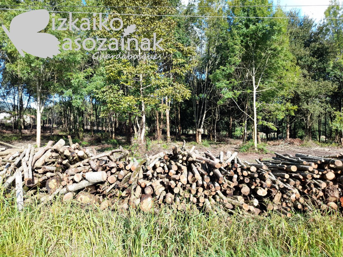 Biz_Basozainak's tweet photo. Mendi partikularrean su-egurrerako egindako #haritz, #lizar eta #intxaurrondo bakanketa.

Clara de #robles, #fresnos y #nogales realizada en monte particular para leña de hogar. https://t.co/YU9oNpESOZ
