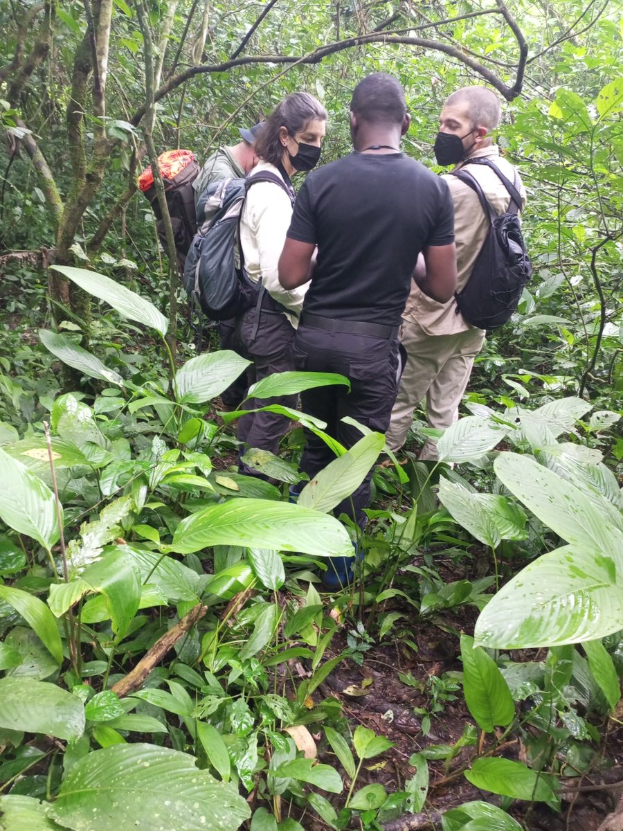 ForestryMgt_MWE's tweet photo. Chimpanzee tracking taking shape in Bugoma CFR. As we celebrate World Tourism Day. Tourists are visiting Bugoma. Bugoma CFR; Located in Hoima &amp; Kikuube districts and covers an area of 41,144 hectares. https://t.co/wqK4IY4efJ