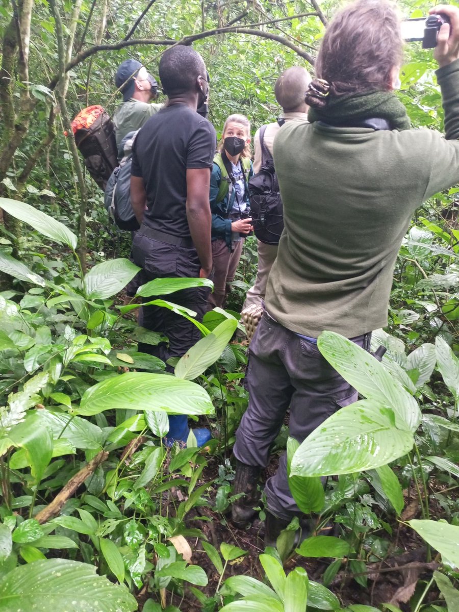 ForestryMgt_MWE's tweet photo. Chimpanzee tracking taking shape in Bugoma CFR. As we celebrate World Tourism Day. Tourists are visiting Bugoma. Bugoma CFR; Located in Hoima &amp; Kikuube districts and covers an area of 41,144 hectares. https://t.co/wqK4IY4efJ