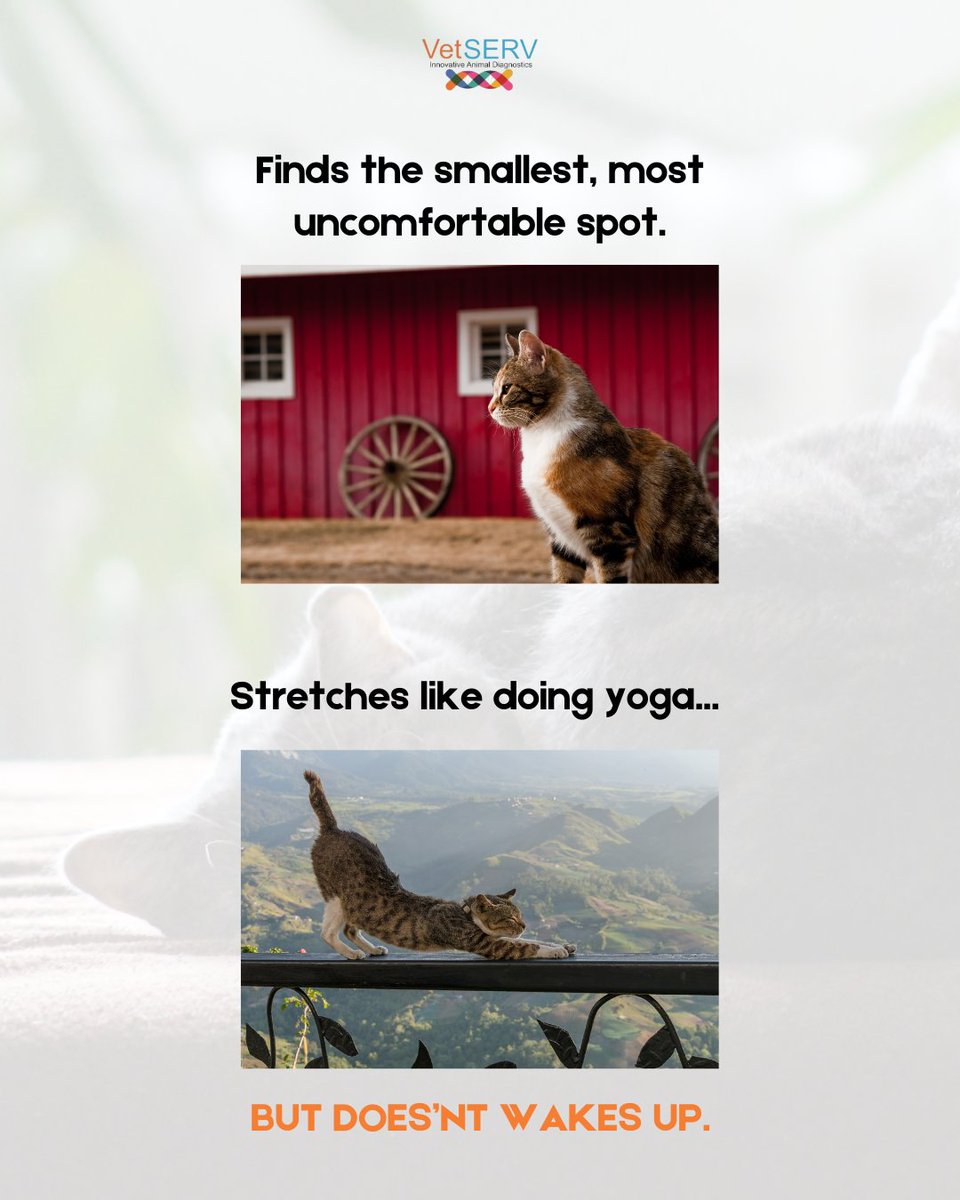 VetSERVIndia's tweet image. Why do cats always find the least cozy spot? 🐾

From yoga-like stretches to nap positions we’ll never understand… but waking up? Not in their plans! 😼💤

#VetSERV #CatLife #FelineVibes #CatsOfInstagram #PetCare #LazyCatDays #CatStretch #CatNap #FelineYoga #VetCare