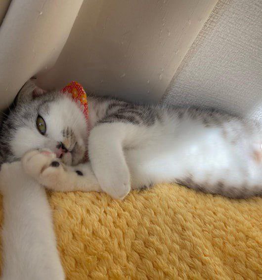 solchan_solana's tweet image. Gm to my beautiful frens and community

Big day ahead.

My team are working b hard to catch up with my old shelter frens $Doge and $Neiro.

Study my narrative 💫

😽