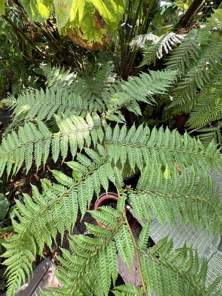 Rod_Porteous's tweet photo. Cyathea spinulosa quite uncommon in UK but deserves more love I think. Comes from Nepal to China up to about 2000m. 
Seems hardier than C. Cooperi, leaves stay green all winter even after quick -5c freeze #FernFriday #TropicalGarden https://t.co/YERxmJlx3j