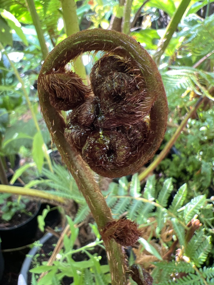 Rod_Porteous's tweet photo. Cyathea spinulosa quite uncommon in UK but deserves more love I think. Comes from Nepal to China up to about 2000m. 
Seems hardier than C. Cooperi, leaves stay green all winter even after quick -5c freeze #FernFriday #TropicalGarden https://t.co/YERxmJlx3j