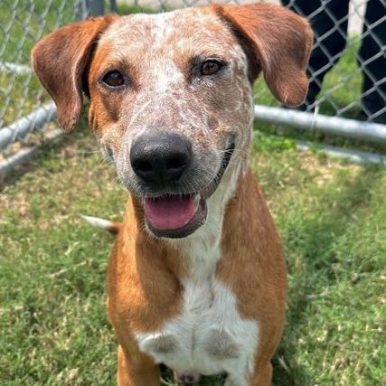 rothfarms's tweet photo. ⏰️⛑️🆘️#SaveFred Please PLEDGE here 🙏 https://t.co/D8CRmNWjwE