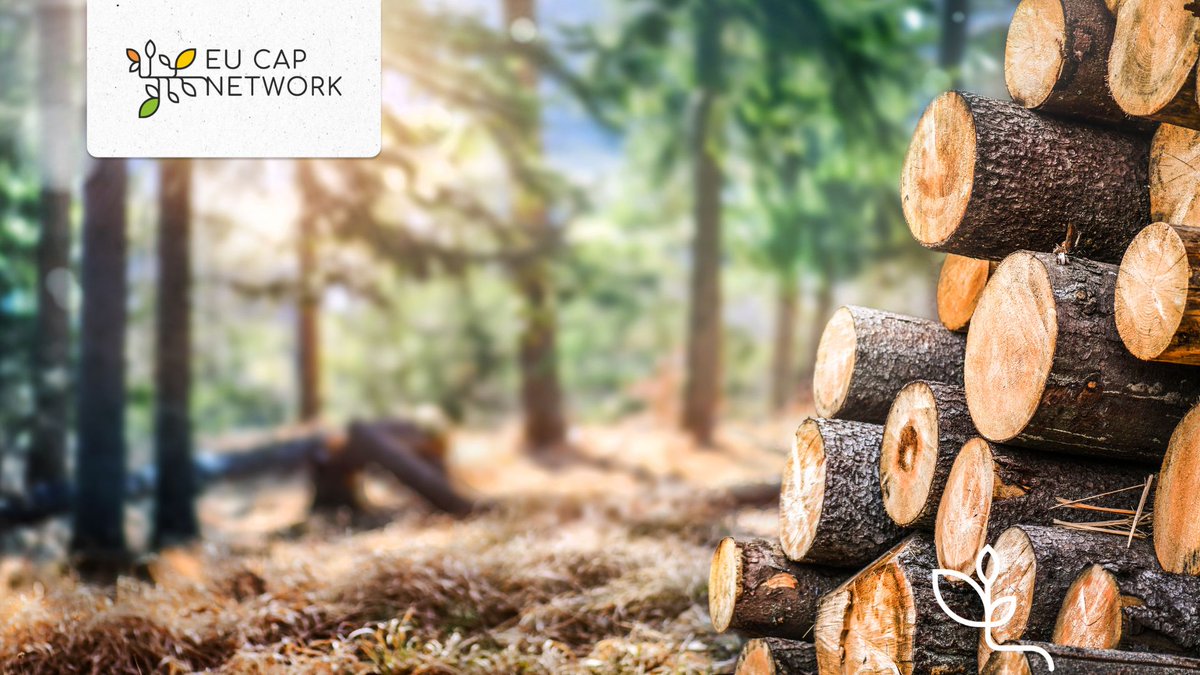 🌲Improving forest-based value chains in Europe  

Do you work within the #forestry and forest-based sectors? Complete this <a href="/eufore_project/">EUFORE project</a> project survey designed to explore innovation activities, challenges, and trends.

👉 bit.ly/4efNG8D