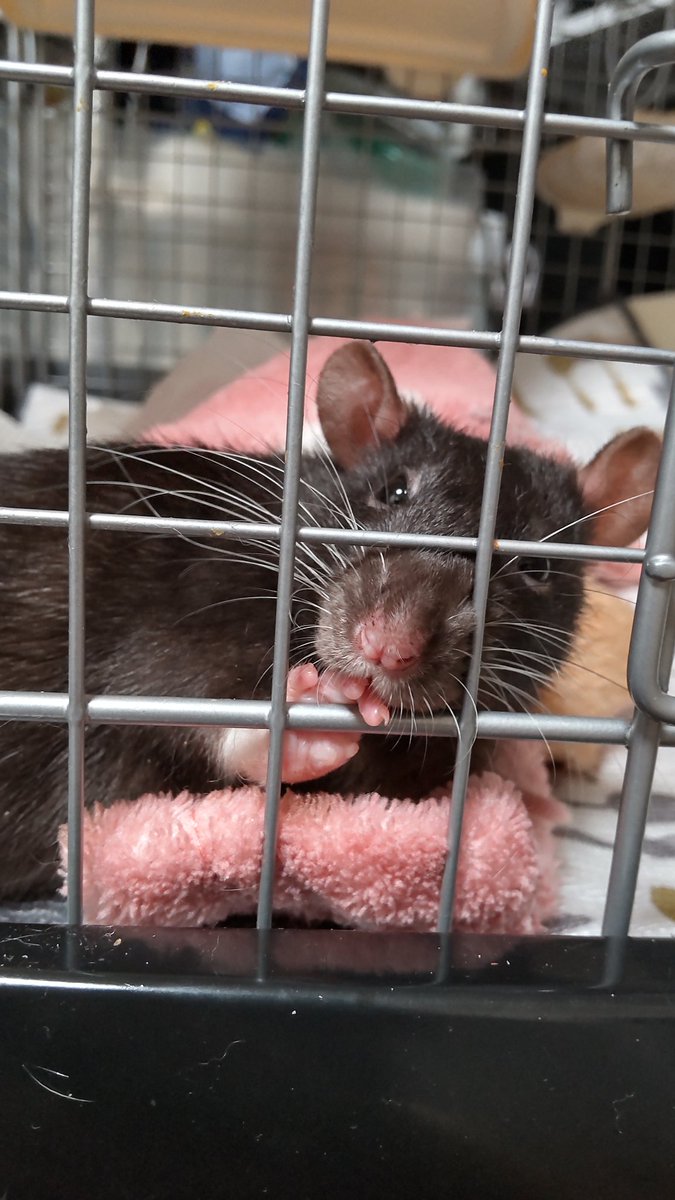 kujo_rat's tweet photo. うちの子🐭
♀茶々丸🌈(ちゃちゃまる)フーデット
♀寧々丸(ねねまる)チョコ色
♀八々丸(ややまる)ハスキー
♀蒼丸(あいまる)ブルーキャップド https://t.co/5u1r7h7PuT