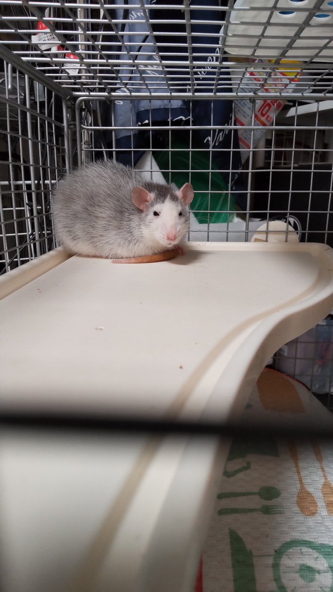 kujo_rat's tweet photo. うちの子🐭
♀茶々丸🌈(ちゃちゃまる)フーデット
♀寧々丸(ねねまる)チョコ色
♀八々丸(ややまる)ハスキー
♀蒼丸(あいまる)ブルーキャップド https://t.co/5u1r7h7PuT
