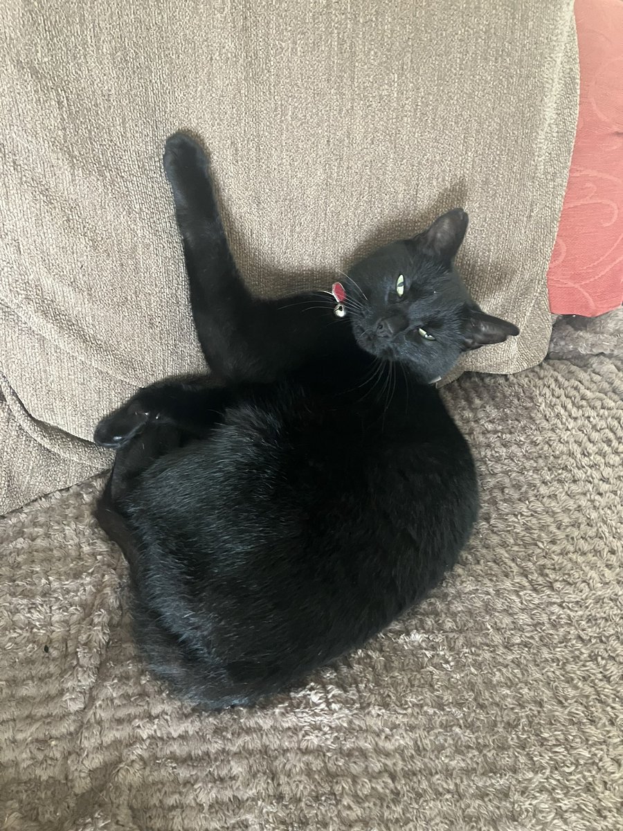 GremlC's tweet photo. Paws 🐾 up if you want Dreamies &amp; sit in the sink if you want a drink #CatsofTwittter https://t.co/D53R9lCmJG