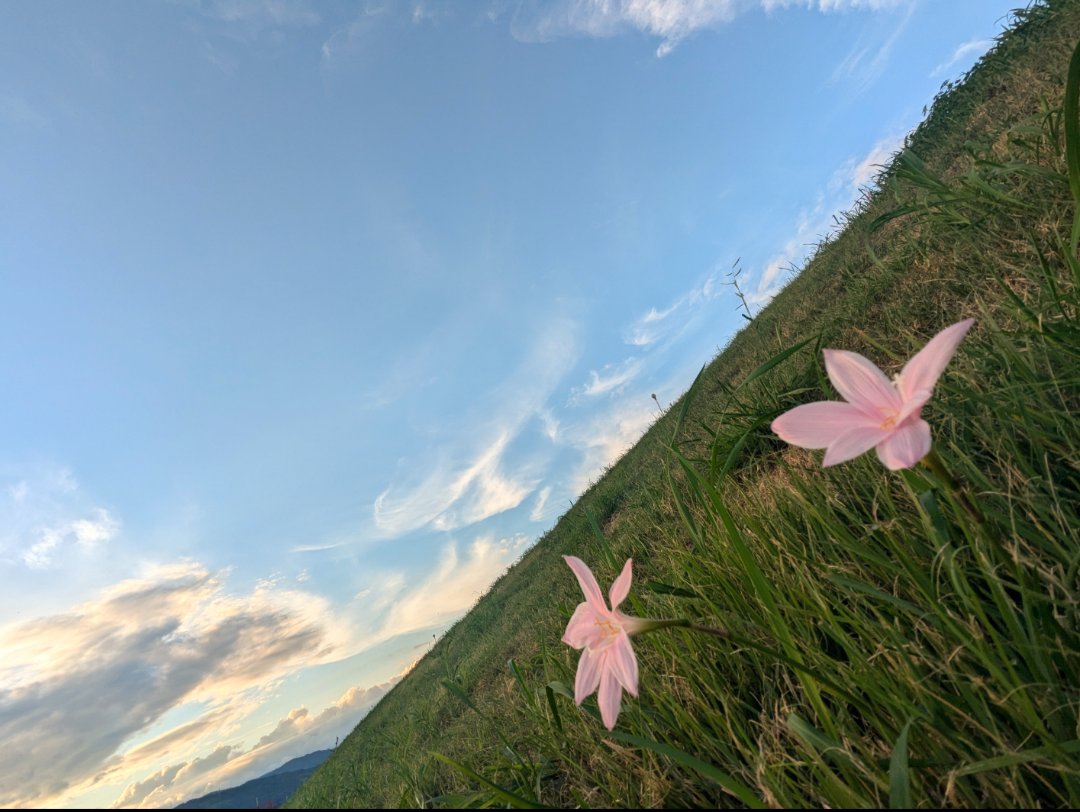 sea530_cr's tweet image. 今日私は1人の休日。途中から2人の休日に変えてくれました。のほほんの休日(*˘︶˘*).｡.:*♡  #はなふぉと   #そらふぉと   #花が好きな人と繋がりたい   #空が好きな人と繋がりたい