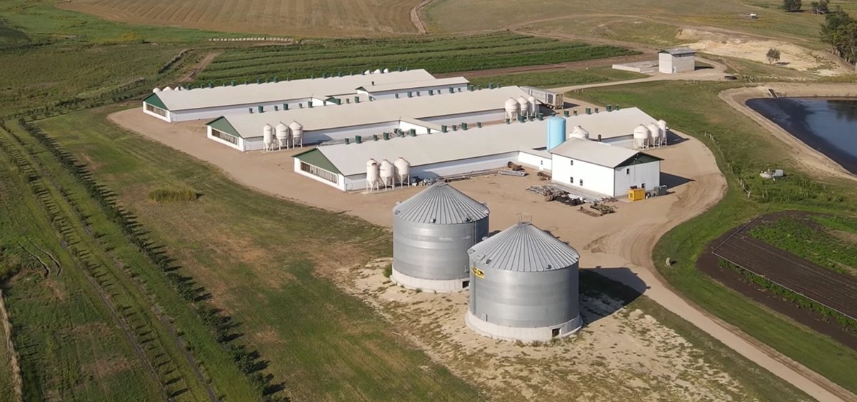 PhasonControls's tweet photo. "Phason's AutoFlex Connect and AutoSort Connect are easy to love by a farmer because farmers like an easy, straight forward set-up and dependable performance!" https://t.co/50bpRtKUlS  Leonhardtt Stahl, BonHomme Colony #PhasonControls #AutoFlexConnect #AutoSortConnect https://t.co/WcYbN9Hilk