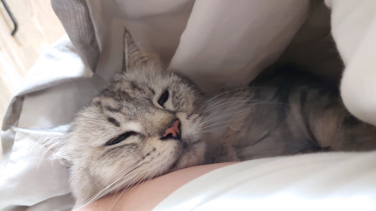 ねこ様 - Search / X