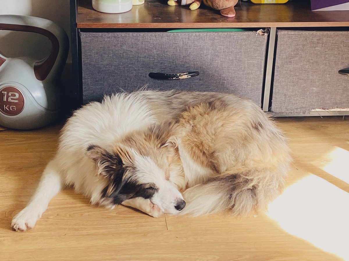 Kathryninks's tweet photo. I’ve just had an epiphany… I haven’t properly introduced the latest addition on here?!

Everyone, meet Violet! 🪻✨ https://t.co/MYx22DW1dw