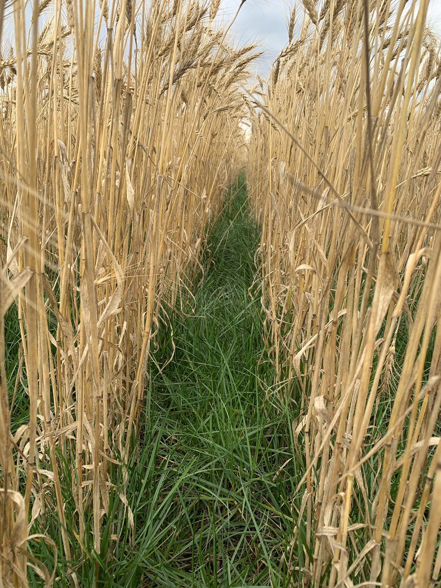 Been a great year for grass and legume seed establishment across the prairies. This round of pics out of NE Sask