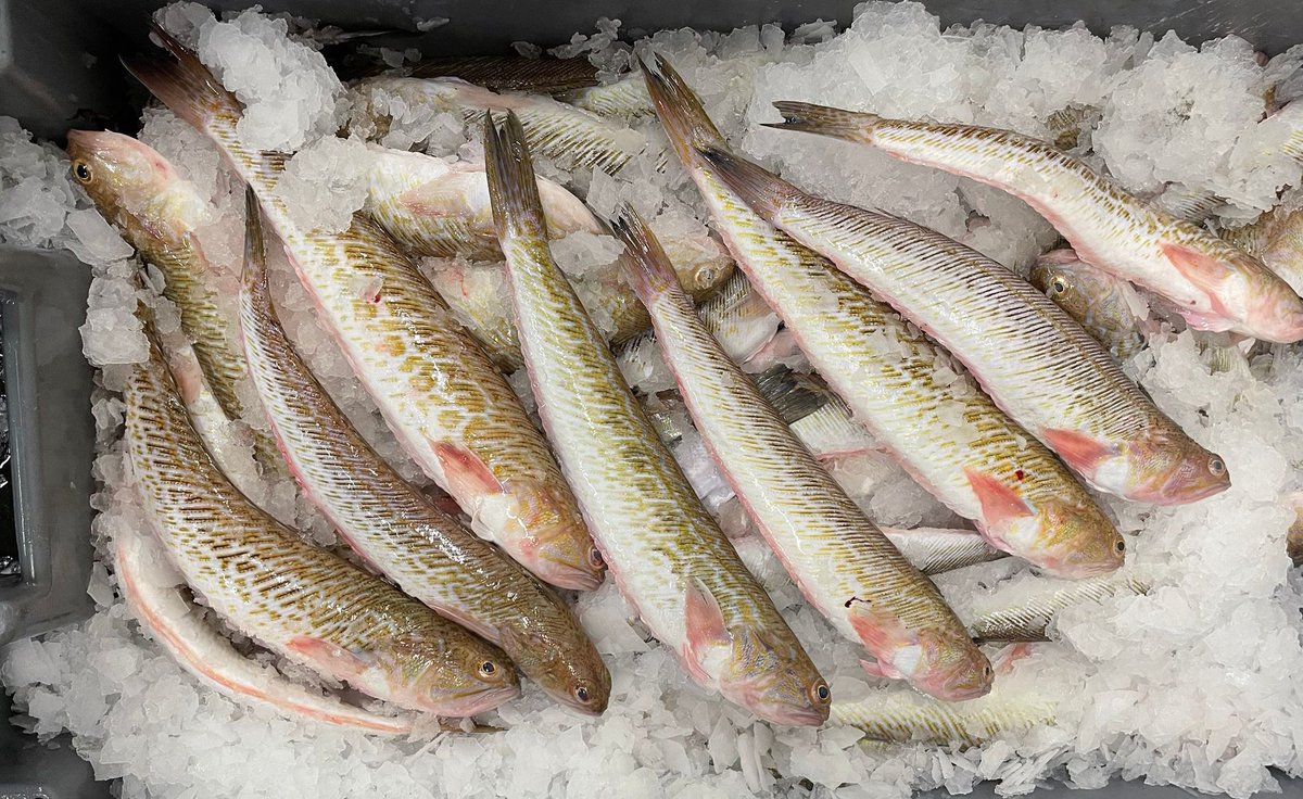 🌊 Vandaag vers gevangen op de Noordzee: Pietermannen in Stellendam! 🌊
Hoewel deze kleine vis een felle reputatie heeft vanwege zijn stekels, laat je vooral verrassen door de verfijnde smaak op je bord. Perfect voor de avontuurlijke fijnproever!🐟
#VersVanDeNoordzee #Pieterman#