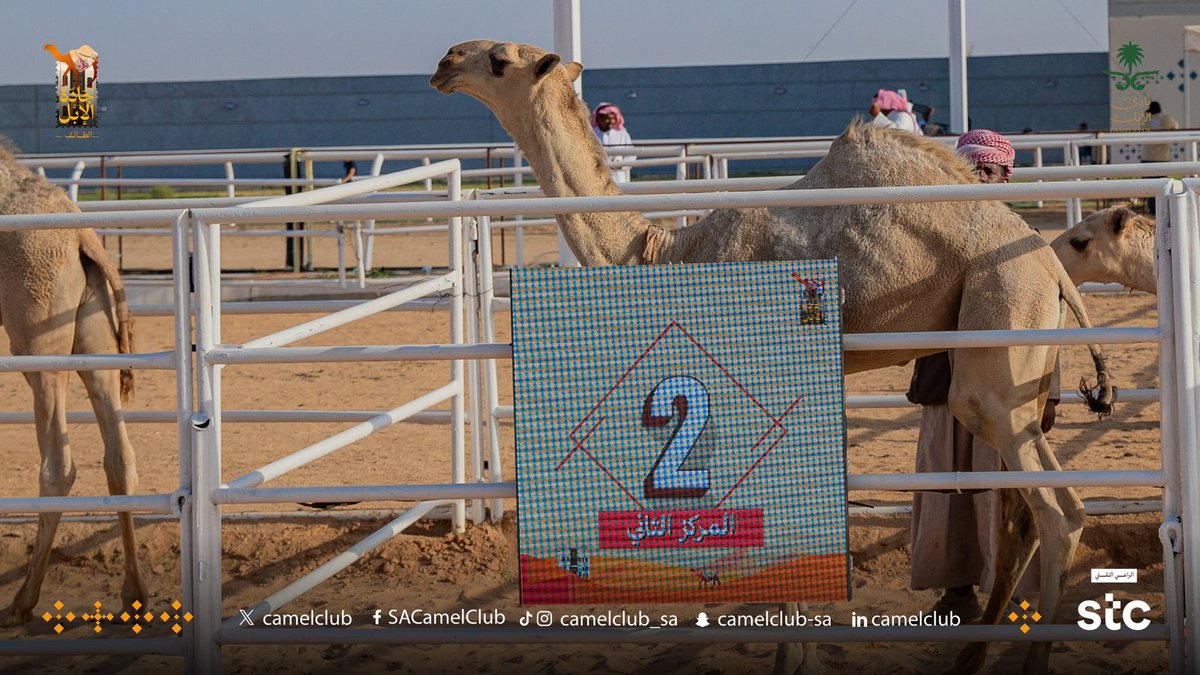CamelClub's tweet photo. 📸| الإبل الفائزة  
فئة مفاريد قعدان "شقح"

#جادة_الإبل_الطائف 🐪🇸🇦 
#نادي_الإبل | #عام_الإبل_2024 https://t.co/u5Dzvx7St4