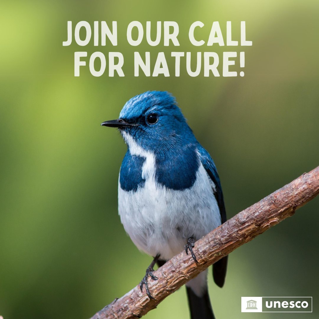 #DYK that birds are actually vital for biodiversity? 🐦 

They pollinate plants 🌻, disperse seeds 🌱 and indicate ecosystem health🌿.

Whether you see them or not, every living being plays its part!

Learn more: unesco.org/en/biodiversity

Via <a href="/UNESCO/">UNESCO 🏛️ #Education #Sciences #Culture 🇺🇳</a>