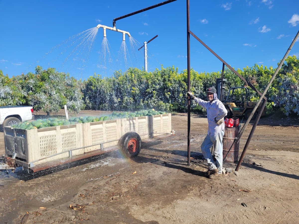 Adan works in Coachella CA. He is responsible for transporting the mangoes his coworkers picks to the cooler. Before loading them in the truck he must wash them. He shares temps in the last month's have been between 100° and 120°. #WeFeedYou #HeatJustice